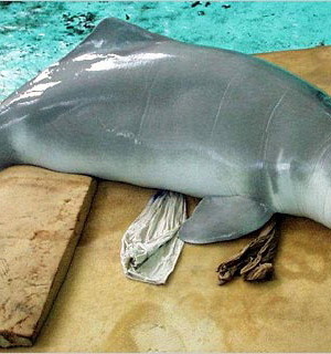 Китайский речной дельфин (Lipotesvexillifer)
