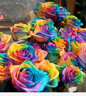 rainbow_rose_2