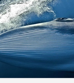 world_largest_whale_2