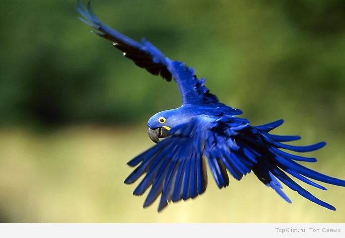 Самый Большой Попугай В Мире Фото