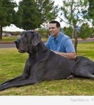 Самая большая собака в мире Большой Джордж