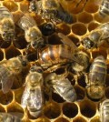 Вывод маток или главное в пчеловодстве